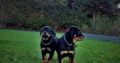 IKC REGISTERED ROTTWEILER PUPPIES