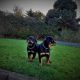 IKC REGISTERED ROTTWEILER PUPPIES