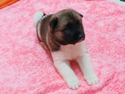 American Akita Puppies in Carlow – Strong & Playful
