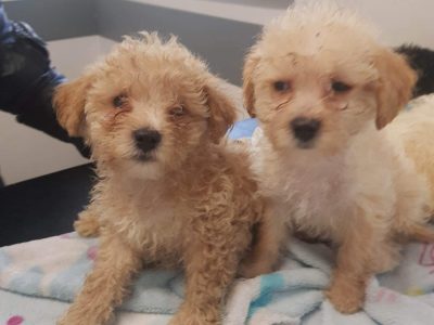 Yorkipoo Puppies for Sale in Blanchardstown