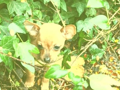 Russian Toy Terrier Puppies in Ballycastle