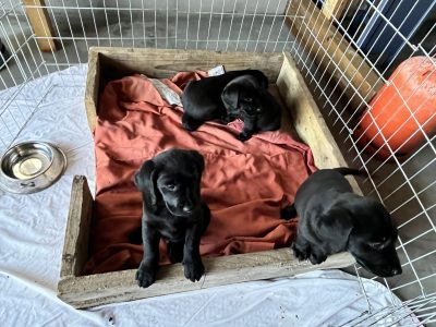 Labrador Retrievers in Oranmore – Playful Pups
