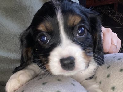 Cavalier King Charles Puppies in Ballyduff