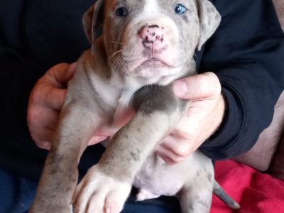 American Bully Puppies in Swords, Co. Dublin