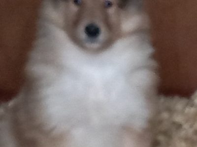 Rough Collie Puppies for Sale in Leitrim
