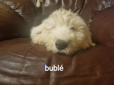 Old English Sheepdog Puppies in Longford
