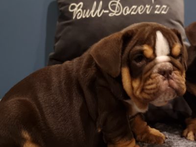 English Bulldog Puppies in Munster – IKC Registered