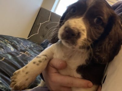 Springer Spaniel Puppies for Sale in Cloghan