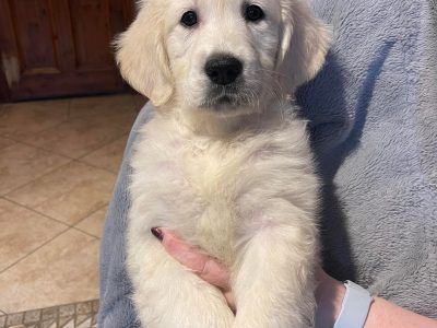 Golden Retrievers in Kildare – Premium Puppies