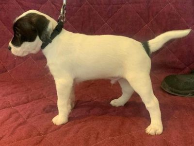 Parson Russell Terriers in Cork – IKC Registered