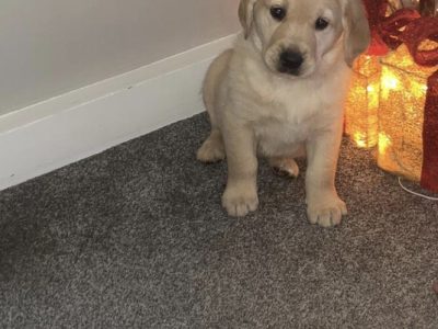 Golden Retriever Puppies in Carlow – Family Raised