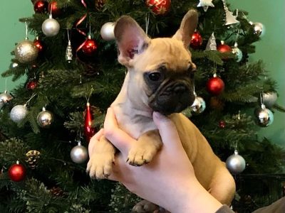 French Bulldog Puppies in Clonmel – IKC Registered