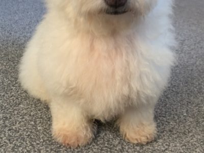 Bichon Frise Puppy for Sale in Father Russell