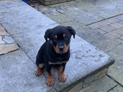 Rottweiler Puppies for Sale in Carrickmacross