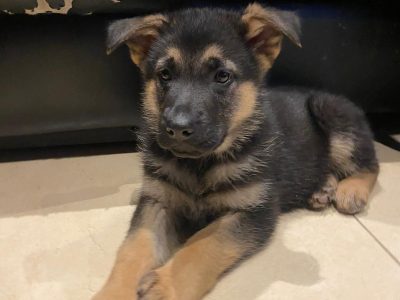 German Shepherd Puppies in Donegal – Alert & Playful