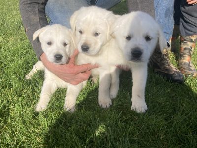 Goldador Puppies in Enniscorthy – Great Temperament