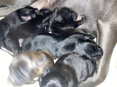 Staffordshire Bull Terrier Pups in Duleek