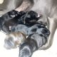 IKC Staffordshire Terrier Pups