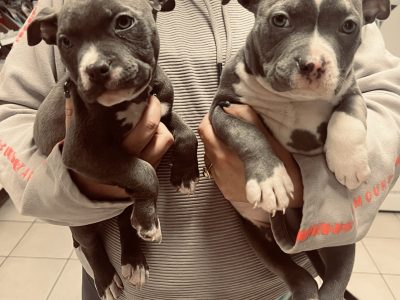 American Pocket Bully Puppies in Waterford