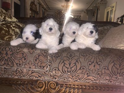 Old English Sheepdog Puppies in Templmore