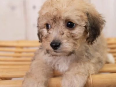 Cavapoo Puppy for Sale in Newcastle West