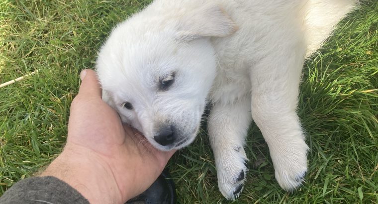 Labrador/Rtriever pups for sale