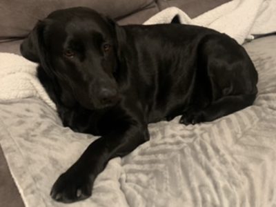 Labrador Puppies for Sale in Ballybofey