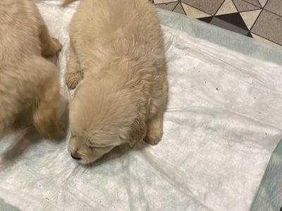 Goldador Puppies for Sale in Glenbawn