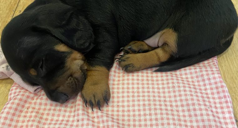 8 week old dachshunds