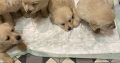Golden retriever cross Labrador puppies