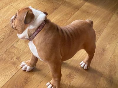 Fawn English Bulldog Puppies in Kilkenny