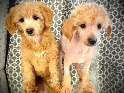 Chinese Crested Puppies for Sale in Ballinagh