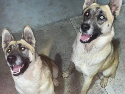 Husky German Shepherd Puppies in Galway