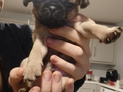 Pug x French Bulldog Puppies in Westmeath