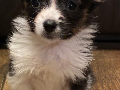 Tri-Color Papillon Puppy for Sale in Letterkenny