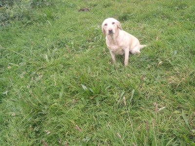 Labrador Retriever in Clare – Family-Friendly