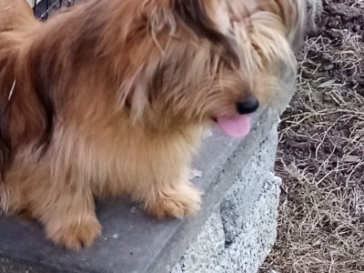 Yorkiepom Puppy for Sale in North Limerick