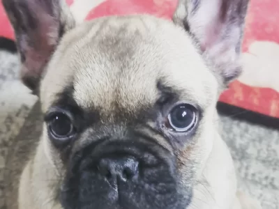 Fawn French Bulldogs for Sale in Navan