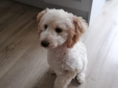 Apricot Cavapoo for Sale in Lusk – Family Pup