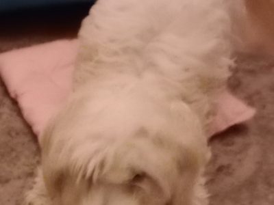 Cavachon Pup for Sale in Sligo – Friendly