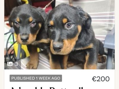 Rottweiler Puppy in Birr – Happy & Loving