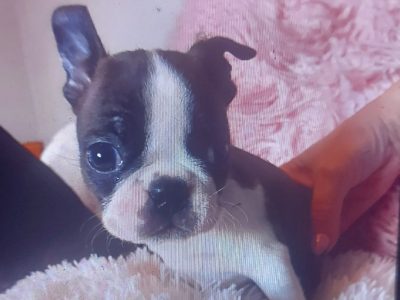 Boston Terriers in Dublin – IKC Registered