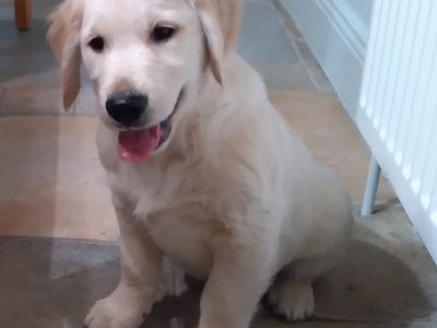 Golden Retriever Pups in Galbally – IKC Registered