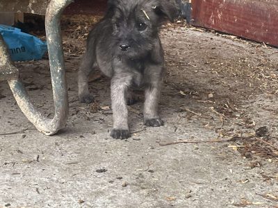 Standard Schnauzer Puppies in Carrickmacross