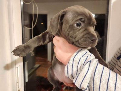 Blue Staffordshire Terrier Puppies in Dromin Court