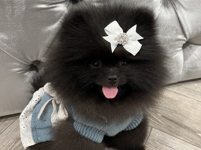 Pomeranian Puppies for Sale in Blanchardstown