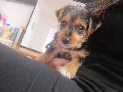Playful Yorkshire Terrier in Tallaght – IKC Registered