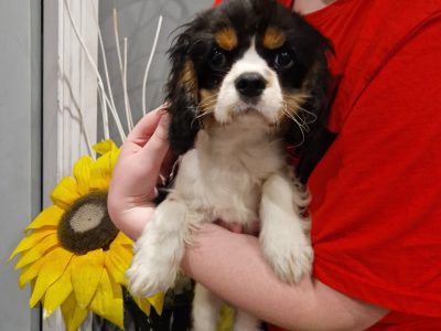 Cavalier King Charles in Enniscorthy – IKC Registered