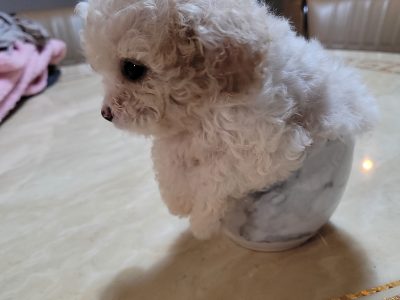 Cavachon Puppies for Sale in Bunclody