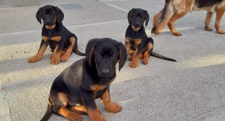 German Shepard, Bavarian Cross Puppies For Sale